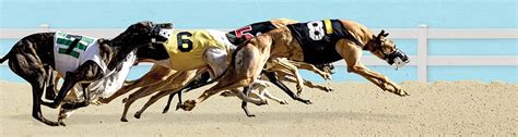 Find everything you need to know about greyhound & horse racing at TrackInfo. . Trackinfo wheeling results